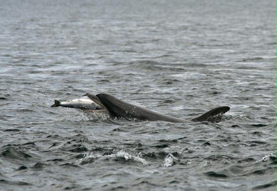 Bottlenose Dolphin <i>Tursiops truncatus</i>